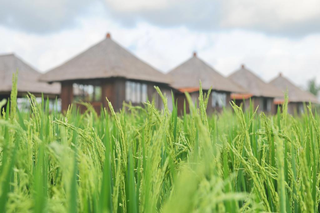 Taman Bintang Villa Ubud Екстер'єр фото